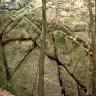 Das Bild zeigt mauerartig aufgeschichtete graue Felsen in einem Wald. Die Felsblöcke haben überwiegend dreieckige Formen und sind bemoost. Manche weisen auch Sprünge oder Risse auf.