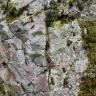Teilansicht von grauviolettem Gestein an einer Felswand. Das Gestein weist Risse und Sprünge auf und ist rechts mit Moos bewachsen.