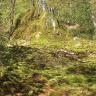 Im Hintergrund dieses Bildes erheben sich zwei höckerartige Felsvorsprünge, über die Wasser läuft. Sie sind von dichtem Wald umgeben. Im Vordergrund, entlang eines nach links führenden Bachlaufes, verteilen sich zahlreiche Moospolster.