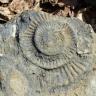 Nahaufnahme von gelblich grauem Gestein, in das der Abdruck eines spiralförmigen Ammoniten eingebettet ist.