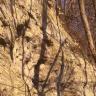 Blick auf eine steil aufragende, nach links geneigte Felswand. Auf und vor dem rötlichen bis gelblichen Gestein wachsen Bäume.