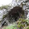 Nahsicht auf den rundlichen Eingang einer Höhle. Die Höhle befindet sich in einem nach links abfallenden Felshang. Das Felsgestein ist hellgrau und teils mit Moos bewachsen.