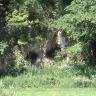 Hinter Gebüsch und von Bäumen fast verdeckt ist weißliches bis graues Gestein erkennbar. Im Fels sitzen zwei runde Höhlenlöcher, ähnlich einem Augenpaar.