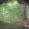 Blick aus einer größeren Höhle nach draußen auf dicht stehende Waldbäume. Auf dem Höhlenboden liegt Laub.