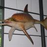 Blick auf die Nachbildung eines Fischsauriers, aufgehängt an Drähten im Urwelt-Museum Hauff. Das Modell ist grau bis rötlich braun und besitzt einen langen, spitzen Kiefer sowie einen ovalen Körper mit paddelartigen Flossen.
