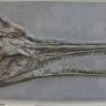 Blick auf den versteinerten Schädel eines Fischsauriers. Der Kopf ist von oben zu sehen, mit seitlich nach unten aufgeklapptem spitzem Kiefer, so dass lange Zahnreihen gut zu erkennen sind.
