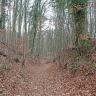 Blick auf einen Hohlweg, der in einen Wald hineinführt. Das Bild entstand im Winter, deshalb sind die niedrigen Hänge des Weges und der Weg selbst dicht mit abgefallenem Laub bedeckt.