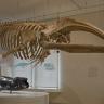 Blick auf ein Walskelett, das an der Decke des Museums für Naturkunde Karlsruhe befestigt ist. Im Vordergrund stehen die langen, oben gewölbten Kieferknochen sowie die Brustflossen. Im Hintergrund ist ein kleinerer, nachgebildeter Bartenwal zu sehen.