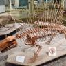 Leicht abwärts gerichteter Blick auf das Skelett eines Urzeittieres im Staatlichen Museum für Naturkunde Karlsruhe. Das Tier, ein Räuber mit knöchernem Rückenkamm, stammt aus dem Zeitalter des Perm.
