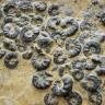 Teilansicht einer gelblichen Steinplatte mit zahlreichen spiralförmigen, schwärzlich gefärbten Muschelschalen. Die Steinplatte mit den Muschelschalen ist Teil des Naturkundemuseums in Karlsruhe.