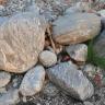 Nahaufnahme verschieden großer, meist rundgeschliffener Steine auf einem trockenen, kiesigen Untergrund.