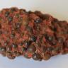 Das Foto zeigt ein rotbraunes, vergrößert fotografiertes Gesteinsstück. Die Oberfläche des länglichen Gesteins ist durchsetzt mit erbsen- oder traubenartigen, dunkelgrauen Einschlüssen.