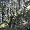 Blick auf einen steil nach rechts aufsteigenden Waldhang. Der Hang ist mit zahlreichen großen Steinblöcken übersät, die auf- und nebeneinander liegen. Die Gesteinsoberflächen sind bemoost.
