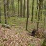 Das Bild zeigt einen zum Hintergrund hin abfallenden, welligen Waldboden. Im Vordergrund liegt braunes Laub. Hohe, schlanke Bäume verteilen sich, aber auch größere Steine und ein umgestürzter Wurzelballen sind zu sehen.