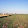 Das Bild zeigt eine sehr flache, weite Landschaft mit unterschiedlichen Nutzflächen, wie ein Getreidefeld links oder niedrig stehenden Pflanzenwuchs rechts.