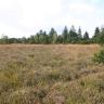 Den Großteil des Bildes beherrscht hier hochgewachsenes, bräunlich grünes Heidekraut. Im Hintergrund begrenzen die Spitzen eines Mischwaldes die Heide.