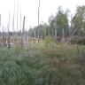Das Bild zeigt eine hochgewachsene Feuchtwiese mit kleineren Wasserflächen am linken Rand. Auf der Wiese stehen zum großen Teil kahle, abgestorbene Bäume. Im Hintergrund ist jedoch auch gesunder Wald erkennbar. 