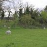 Blick auf eine grüne, nach links hin ansteigende Weidefläche mit Bäumen und Gebüsch. Auf der Weide grasen verstreut Schafe.