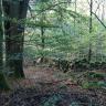 Das Bild zeigt rechts einen niedrigen, von Moos überzogenen Steinwall in einem dichten Wald.