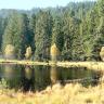 Blick auf einen länglichen See mit dichtem Wald im Hintergrund. Die Ufer des Sees - schmal im hinteren Bereich, breit vorne und rechts - sind verlandet und bestehen aus gelbbraunen Grasbüscheln und wenigen Bäumen.