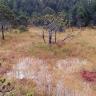 Das Bild zeigt eine vor Wald liegende, gelblich braune Schilf- und Grasfläche. Im Vordergrund steht Wasser. Im Mittelgrund ragen einzelne Bäume aus dem feuchten Boden.