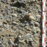 Im Bild sind größere und kleinere Kiese, verbacken in Bodenmaterial, zu sehen. Links unten ist eine schmale Lage Sand zu erkennen, rechts ein Maßstab.