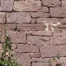 Blick auf eine aus rötlich grauen Steinen errichtete Mauer. Die Steine sind unterschiedlich groß und haben schräg verlaufende Furchen.