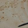 Das Bild zeigt eine Nahaufnahme einer gesägten, gelblich braunen Sandsteinoberfläche der Exter-Formation.