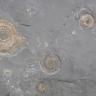 Fossilplatte mit Ammoniten.