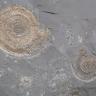 Mittelgraue, sehr feinkörnige Gesteinsplatte mit mehreren unterschiedlichen goldfarbenen Ammoniten.