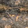 Nahaufnahme einer Gesteinsoberfläche mit eingebetteten Schalen und Schalenresten. Die Farbskala reicht von schwarzgrau (oben) bis rötlich grau (unten), dazwischen verlaufen gelbliche Flecken und Schlieren.