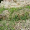 Im Vordergrund befindet sich eine leicht mit Gras bewachsene Böschung. Dahinter ein Aufschluss aus hellgrauem bis hellbraunem Gestein, der durch ein Stahlnetz gesichert ist.