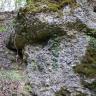Nahaufnahme eines grauen, teilweise bemoosten Gesteins mit rundkörnigen Erhebungen. Links davon lockere Erde und abgefallenes Laub.