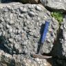 Das Bild zeigt einen grauen Gesteinsbrocken, in den zahlreiche Schneckenschalen verbacken sind. Ein angelehnter Hammer rechts zeigt die Größenverhältnisse an.
