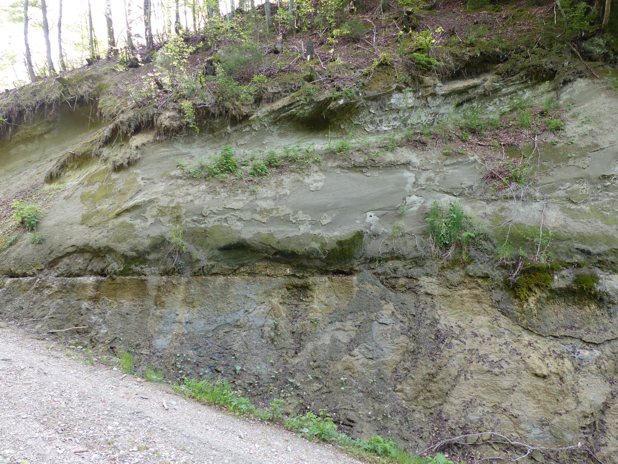 Obere Brackwassermolasse LGRBwissen