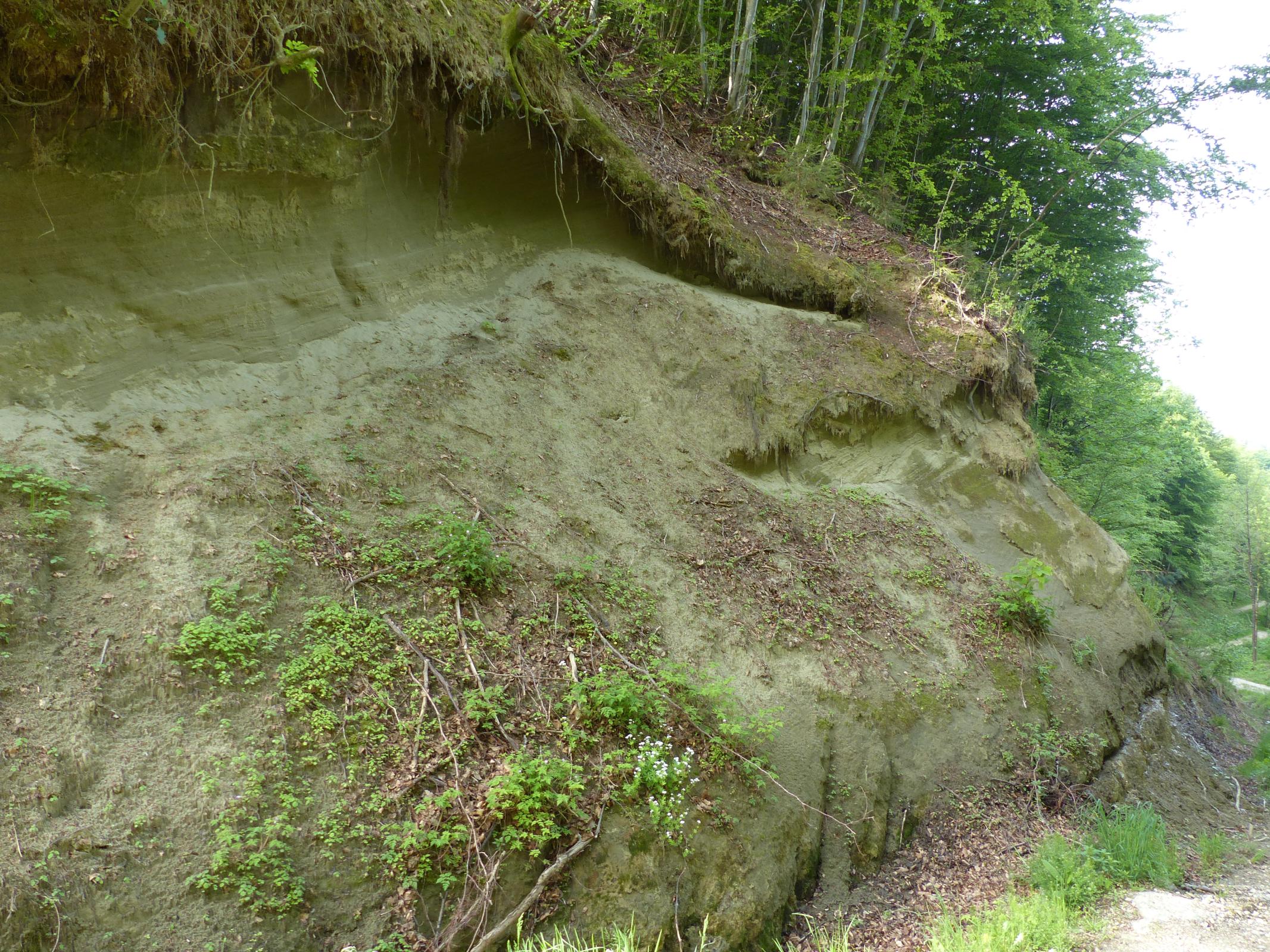 Obere Brackwassermolasse LGRBwissen
