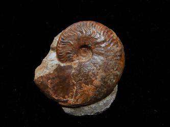 Nahaufnahme eines versteinerten Kopffüßers vor schwarzem Hintergrund. Das Gehäuse des Fossils ist dunkelbraun. Am oberen Rand sind wellenförmige Kerben und Wulste erkennbar.