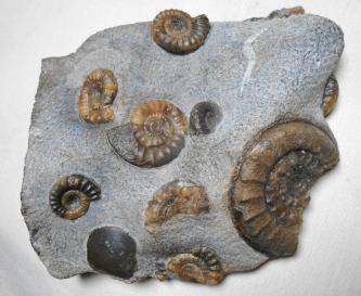 Das Bild zeigt einen grauen Gesteinsblock, in den mehrere Fossilien eingelassen sind. Die Fundstücke - meist spiralförmige Schalen von Kopffüßlern - sind braun bis dunkelgrau.
