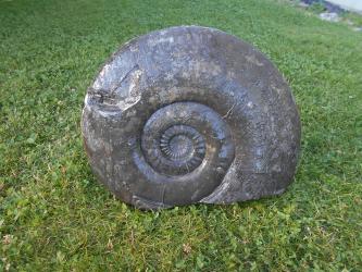 Das Foto zeigt den graubraunen Abguss eines Fossils, ausgestellt auf einer Wiese. Es handelt sich um das spiralförmige Gehäuse eines Kopffüßers, der zur Jurazeit lebte.