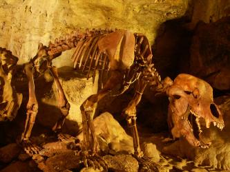 Blick auf das Skelett eines Bären, aufgestellt in einer Höhle. Die Höhlenwände hinter dem Skelett sind bräunlich bis gelblich ausgeleuchtet.