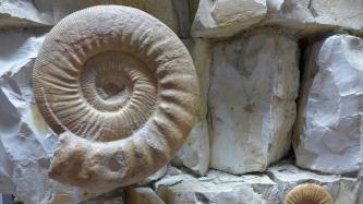Gezeigt werden hier in Nahaufnahme links das versteinerte, spiralförmige Gehäuse eines urzeitlichen Meerestieres sowie rechts hellgraue bis hellbraune Gesteinsstücke.
