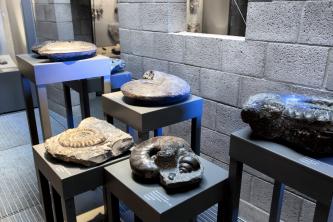 Blick auf mehrere Fossilien, die auf unterschiedlich hohen Tischen ausgestellt sind. Es handelt sich meist um Versteinerungen von Kopffüßern aus den Urzeitmeeren.