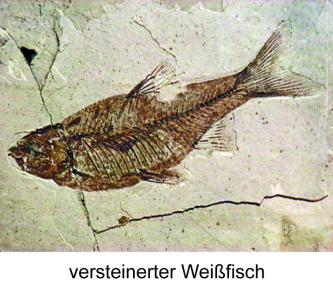 Das Foto zeigt einen versteinerten Weißfisch in einem Museum. Das rötlich braune Fossil ist in helle, rissige Steinplatten eingedrückt.