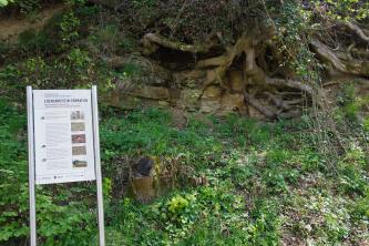 Das Bild zeigt einen von Baumwurzeln überwachsenen Gesteinsaufschluss an einem begrünten Hang. Links davon steht eine bebilderte Hinweistafel.