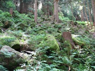 Stark mit Farnen und anderen Pflanzen bewachsene Blockschutthalde im Wald. Zwischen den Blöcken wachsen vereinzelt Bäume.