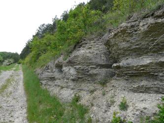 Kalksteine der Jena-Formation (Unterer Muschelkalk, „Wellenkalk“) nordwestlich von Bad Mergentheim-Edelfingen Rechts eines Weges erhebt sich ein dicht mit Gras und Buschwerk bewachsener, steiniger Hang. Das längs gefurchte, teils abgerundete Gestein hat eine graugelbe Farbe. Rechts unten liegt Schutt.