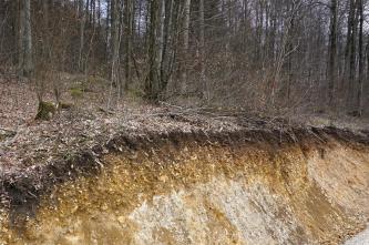 Rendzina aus geringmächtigem Oberjura-Hangschutt auf Unterem Massenkalk nördlich von Bopfingen-Michelfeld Blick auf einen nach rechts abfallenden Waldhang mit hohen, dünnen Bäumen. Zur vorderen Bildkante hin bricht der Hang senkrecht bis schräg geneigt ab und zeigt gelbliches, rötlich braunes und hellgraues Untergrundmaterial.