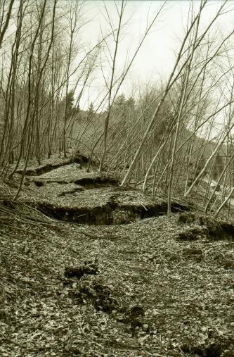 Ein dicht belaubter Waldboden ist von mehreren, horizontal verlaufenden Spalten duchzogen. Rechts sind die Bäume stark geneigt.