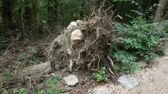 Blick auf den offenliegenden Wurzelballen eines umgestürzten oder gefällten Baumes. In der Wurzel sind neben Erde auch größere Gesteinsbrocken sichtbar. Der Wurzelteller befindet sich an einem Wegesrand, oben an einem Waldhang.