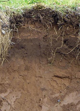 Blick auf ein aufgegrabenes Bodenprofil unter Grünland. Unterhalb der durchwurzelten Krume ist das Profil mittel- bis dunkelbraun.